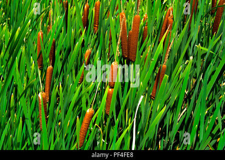 Détails de plantes de couleur verte Typha, également appelé reed sur le lac. Les roseaux sont utilisés pour le tissage des sacs, des paniers, des nattes, des tapis, ainsi que pour de Banque D'Images