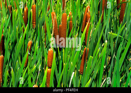 Détails de plantes de couleur verte Typha, également appelé reed sur le lac. Les roseaux sont utilisés pour le tissage des sacs, des paniers, des nattes, des tapis, ainsi que pour de Banque D'Images