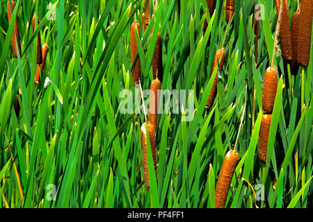 Détails de plantes de couleur verte Typha, également appelé reed sur le lac. Les roseaux sont utilisés pour le tissage des sacs, des paniers, des nattes, des tapis, ainsi que pour de Banque D'Images