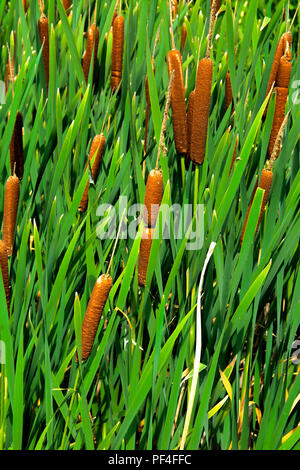 Détails de plantes de couleur verte Typha, également appelé reed sur le lac. Les roseaux sont utilisés pour le tissage des sacs, des paniers, des nattes, des tapis, ainsi que pour de Banque D'Images