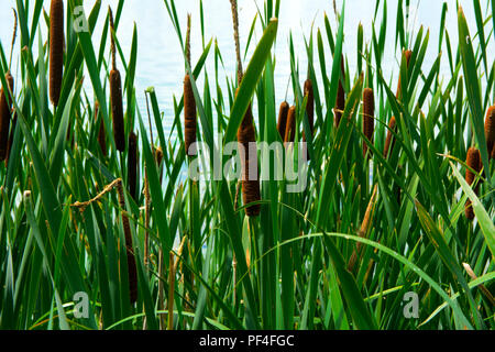 Détails de plantes de couleur verte Typha, également appelé reed sur le lac. Les roseaux sont utilisés pour le tissage des sacs, des paniers, des nattes, des tapis, ainsi que pour de Banque D'Images