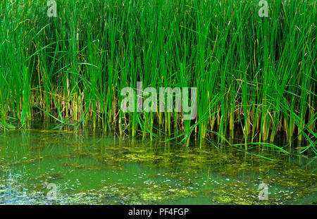 Détails de plantes de couleur verte Typha, également appelé reed sur le lac. Les roseaux sont utilisés pour le tissage des sacs, des paniers, des nattes, des tapis, ainsi que pour de Banque D'Images