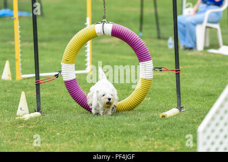 Californie, USA. 18 août 2018. Spitz Loup Club de Californie du Sud sentiers agilité chien dog show au Mile Square Park à Fountain Valley, Californie, le 18 août 2018. Crédit Crédit : Benjamin Ginsberg : Benjamin Ginsberg/Alamy Live News Crédit : Benjamin Ginsberg/Alamy Live News Banque D'Images