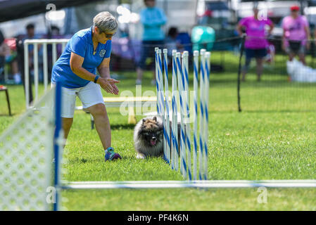 Californie, USA. 18 août 2018. Spitz Loup Club de Californie du Sud sentiers agilité chien dog show au Mile Square Park à Fountain Valley, Californie, le 18 août 2018. Crédit Crédit : Benjamin Ginsberg : Benjamin Ginsberg/Alamy Live News Crédit : Benjamin Ginsberg/Alamy Live News Banque D'Images