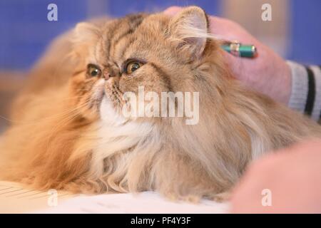 Sao Paulo, Brésil. 19 Aug, 2018. un chat est vu dans un concours qui a lieu dans une exposition club sur l'Avenue Paulista à Sao Paulo, le 19 août 2018. Credit : Dario Oliveira/ZUMA/Alamy Fil Live News Banque D'Images