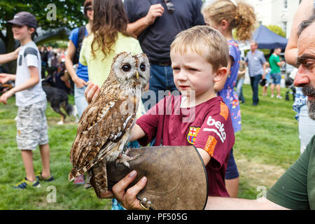 Cork, Irlande. Août 19, 2018. Youghal Fête médiévale. Photographié ici est Cleverty Charlie Mc tenant une Chouette hulotte au festival. L'primé Youghal Fête médiévale a eu lieu aujourd'hui pour sa 12e année de suite. Le festival est devenu l'un des plus grands événements du pays de célébrer la Semaine du patrimoine national. Dans le cadre de cette compétition, des centaines de familles fréquentent les nombreuses attractions dont la fabrication de leur propre protection et à l'art du sable et facepainting ballon art. Crédit : Damian Coleman/Alamy Live News. Banque D'Images