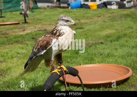 Cork, Irlande. Août 19, 2018. Youghal Fête médiévale. L'on voit ici sont certains des oiseaux de proie que les enfants a l'occasion d'attente sur le festival. L'primé Youghal Fête médiévale a eu lieu aujourd'hui pour sa 12e année de suite. Le festival est devenu l'un des plus grands événements du pays de célébrer la Semaine du patrimoine national. Dans le cadre de cette compétition, des centaines de familles fréquentent les nombreuses attractions dont la fabrication de leur propre protection et à l'art du sable et facepainting ballon art. Crédit : Damian Coleman/Alamy Live News. Banque D'Images