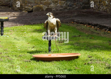 Cork, Irlande. Août 19, 2018. Youghal Fête médiévale. L'on voit ici sont certains des oiseaux de proie que les enfants a l'occasion d'attente sur le festival. L'primé Youghal Fête médiévale a eu lieu aujourd'hui pour sa 12e année de suite. Le festival est devenu l'un des plus grands événements du pays de célébrer la Semaine du patrimoine national. Dans le cadre de cette compétition, des centaines de familles fréquentent les nombreuses attractions dont la fabrication de leur propre protection et à l'art du sable et facepainting ballon art. Crédit : Damian Coleman/Alamy Live News. Banque D'Images