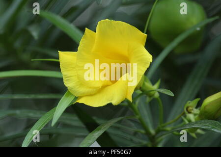 Belle fleur jaune sur beau jour Banque D'Images