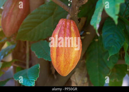 Orange prêt à récolter le cacao pod pendaison le cacaoyer Banque D'Images