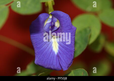 Pigeonwings asiatique Banque D'Images