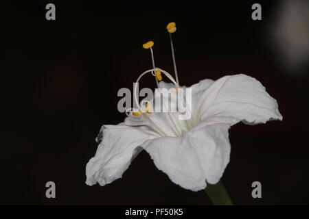 Merveille de Pérou / 4 heures Flower Banque D'Images