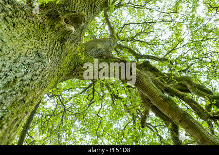 Jusqu'à un chêne dans son feuillage en été, Monmouthshire. Banque D'Images