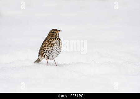 Une Grive musicienne (Turdus philomelos) à la recherche de nourriture dans la neige profonde, Kildary, Ross-shire, Scotland, UK Banque D'Images