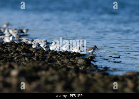 Un troupeau de Bécasseau sanderling (Calidris alba) l'alimentation à bord de l'eau, flotte le Loch, Sutherland, Scotland, UK Banque D'Images
