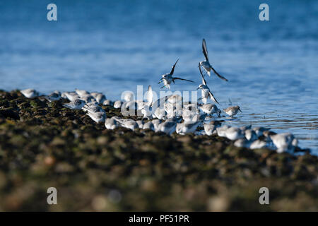 Un troupeau de Bécasseau sanderling (Calidris alba) l'alimentation à bord de l'eau, flotte le Loch, Sutherland, Scotland, UK Banque D'Images