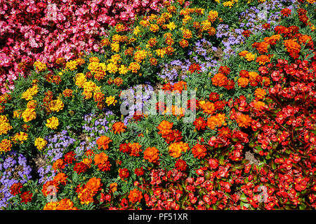 Différentes couleurs et des fleurs en été en plein air park Banque D'Images