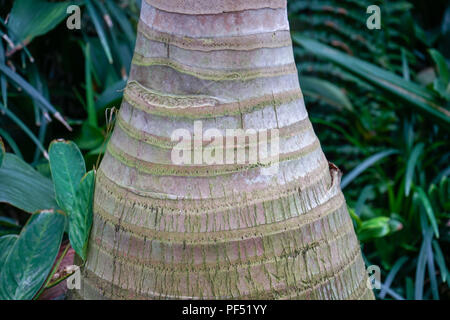 Palmier de la famille des Arecaceae en france Banque D'Images