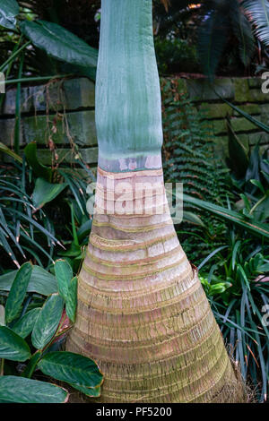 Palmier de la famille des Arecaceae en france Banque D'Images