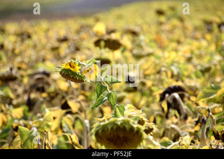 L'un de tournesol dans l'accent dans un champ de tournesol, Helianthus annuus mûrs avec des feuilles flétries jaune juste avant la récolte Banque D'Images