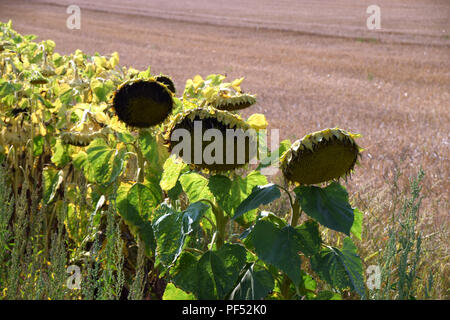 Gros tournesols mûrs en face d'un champ de chaumes en été, ripe helianthus annuus avec feuilles flétries jaune juste avant la récolte Banque D'Images