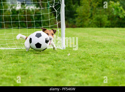 Chien comme keeper catching football (soccer) balle en bas de l'objectif d'angle Banque D'Images