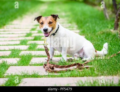 Dog training concept accessoire avec chien attaché avec une laisse longue corde de ligne Banque D'Images