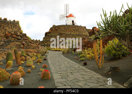 Belle vue sur le jardin de cactus avec moulin jardin de cactus à Guatiza, Lanzarote, Îles Canaries Banque D'Images