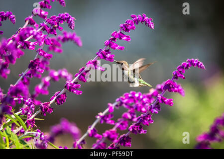 Anna's Hummingbird en vol, fleurs violettes, image en couleur, le jour Banque D'Images