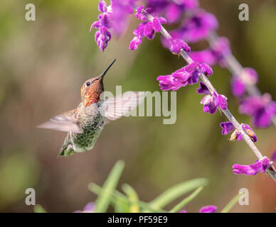 Anna's Hummingbird en vol, fleurs violettes, image en couleur, le jour Banque D'Images