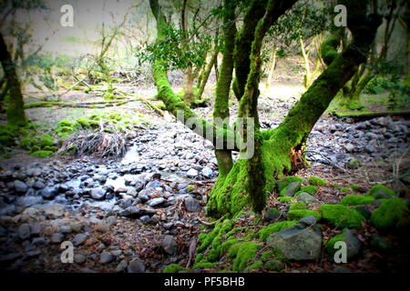 Randonnées @ N. Sonoma Mountain Regional Park, dans le Comté de Sonoma en Californie du Nord situé à CA Banque D'Images