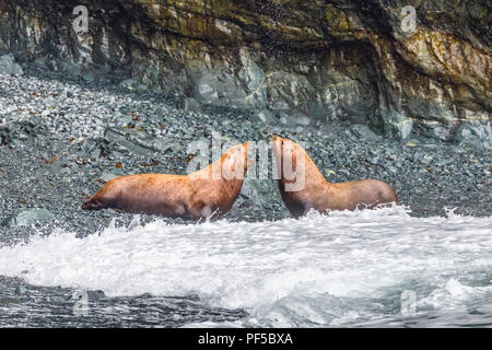 Le phoque commun connu aussi sous le sceau commun on Rocky beach in Prince William Sound près de Valdez (Alaska) Banque D'Images