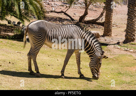 Le Zèbre de Grévy au Zoo de Phoenix Banque D'Images