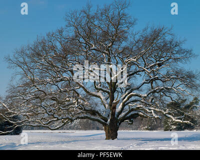 Eiche im Winter | Arbre de chêne, Quercus, en hiver Banque D'Images