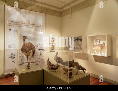 Chalet Pujol, des sciences naturelles et Musée océanographique, de l'intérieur, Puerto Madryn, le Welsh, Règlement de la Province de Chubut, en Patagonie, Argentine Banque D'Images