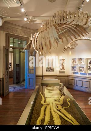 Chalet Pujol, des sciences naturelles et Musée océanographique, de l'intérieur, Puerto Madryn, le Welsh, Règlement de la Province de Chubut, en Patagonie, Argentine Banque D'Images