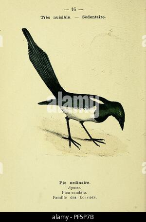 Atlas de poche des oiseaux de France, Suisse, et Belgique, utiles ou nuisibles (Pl. 16) Banque D'Images