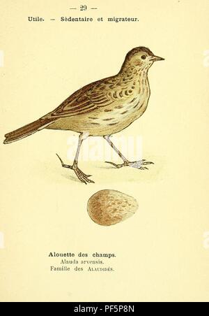Atlas de poche des oiseaux de France, Suisse, et Belgique, utiles ou nuisibles (Pl. 29) Banque D'Images