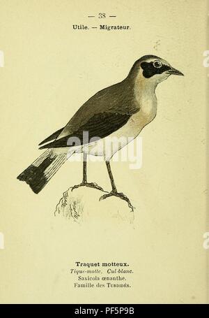 Atlas de poche des oiseaux de France, Suisse, et Belgique, utiles ou nuisibles (Pl. 38) Banque D'Images