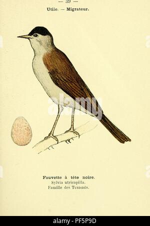 Atlas de poche des oiseaux de France, Suisse, et Belgique, utiles ou nuisibles (Pl. 39) Banque D'Images