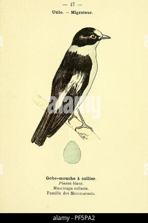 Atlas de poche des oiseaux de France, Suisse, et Belgique, utiles ou nuisibles (Pl. 47) Banque D'Images