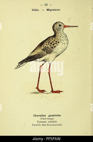 Atlas de poche des oiseaux de France, Suisse, et Belgique, utiles ou nuisibles (Pl. 58) Banque D'Images