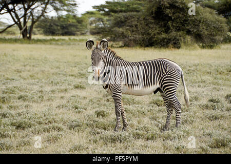 Zèbre de Grévy mâle, Buffalo Springs/Samburu Game Reserve, Kenya Banque D'Images