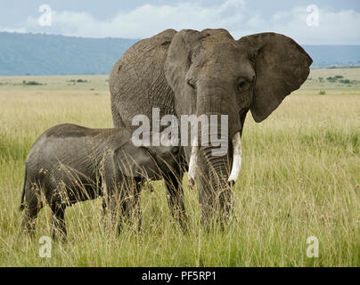 Elephant calf soins infirmiers, Masai Mara, Kenya Réserve Banque D'Images