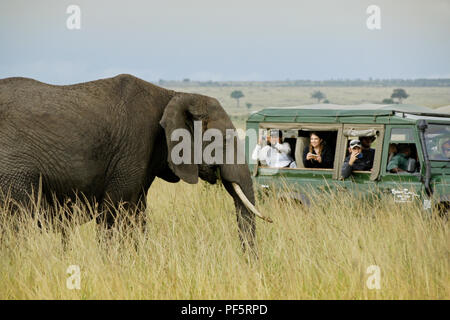 Les touristes en safari véhicule photographier de près de l'éléphant, Masai Mara, Kenya
