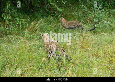 Léopard femelle emportant ses deux petits à travers de l'herbe longue dans la sécurité de la végétation plus profonde, Masai Mara Game Reserve, Kenya Banque D'Images