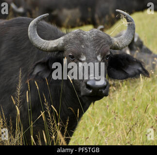 Portrait de Cape buffalo (Buffle africain) dans l'herbe haute, Masai Mara, Kenya Banque D'Images