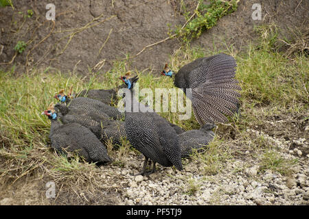 Pintade de Helemeted avec les poussins se reposant dans petit ravin, Masai Mara, Kenya Banque D'Images