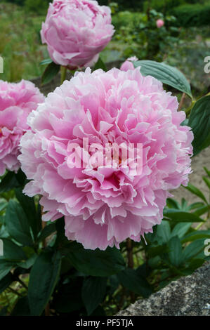 Paeonia Sarah Bernhardt dans close up Banque D'Images