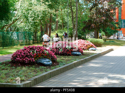 De belles fleurs aux couleurs de topiary, trois fleurs, 24 juin 2018, rue J. Basanaviciaus street, Vilnius, Lituanie Banque D'Images